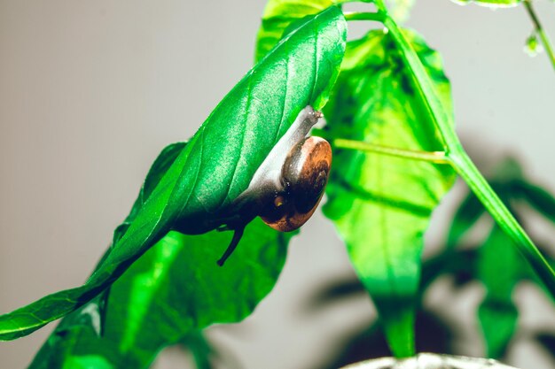 Main tenir la feuille avec le clou dans la coquille rampant sur l'arbre dans le jardin