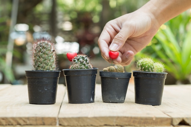 Main tenir le petit coeur dans la tasse de cactus