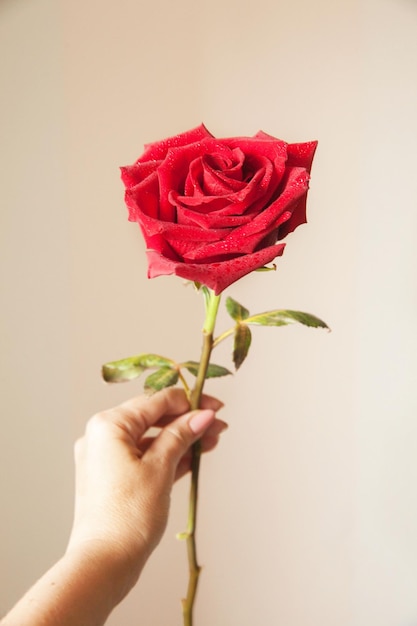 La main tient un bouton de rose rouge sur un fond clair