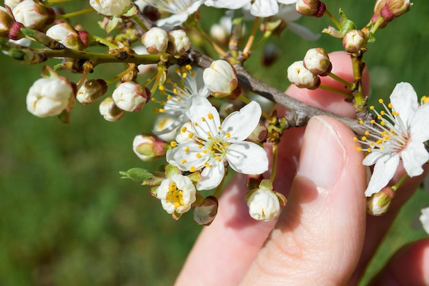 La main tient une branche avec des fleurs de cerisier.