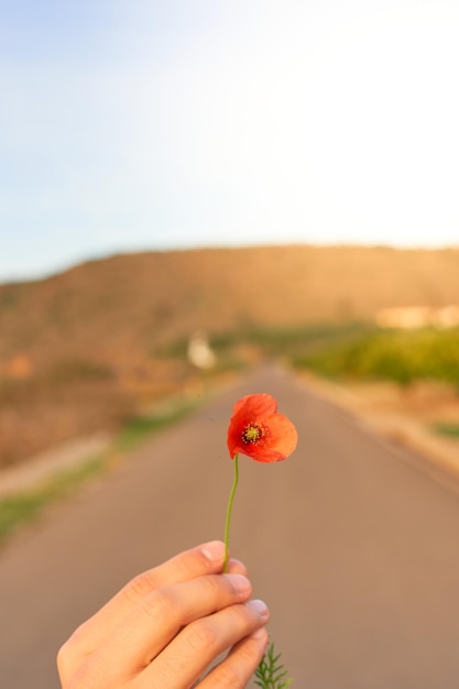 Une main tient un coquelicot devant une route