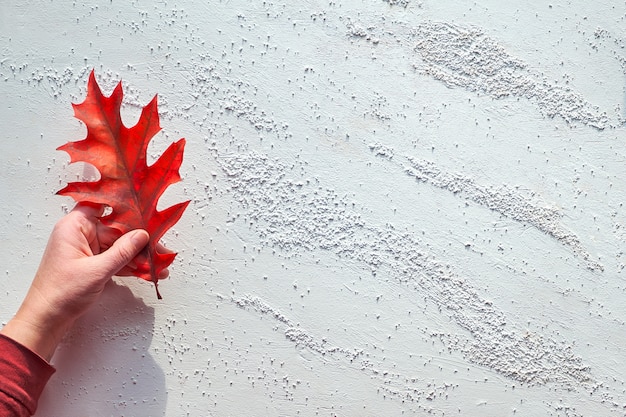 Main tient une feuille de chêne rouge vibrante, à plat sur fond texturé blanc avec copie-espace. Décorations d'automne naturelles minimales.