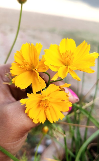 Une main tient des fleurs dans un champ d'herbe