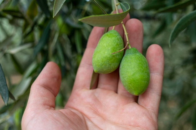 Une main tient des olives vertes fraîches un aliment de base grec