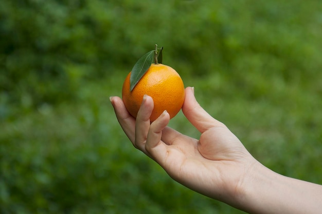 Une main tient une orange avec une feuille dessus.