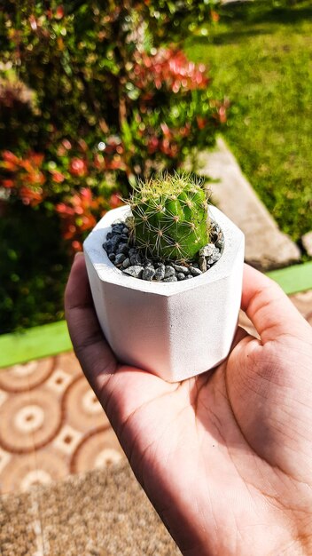 Une main tient une petite plante de cactus dans un pot contenant du gravier.