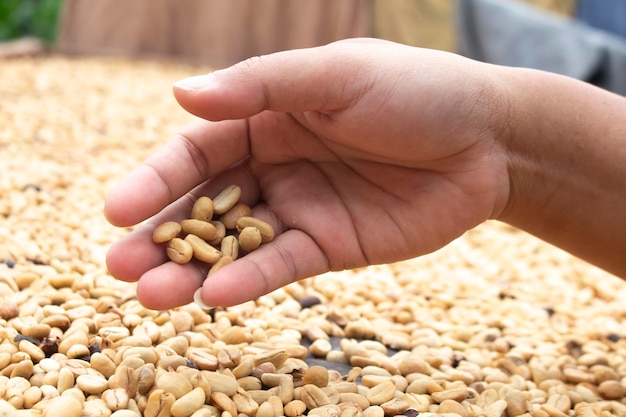 Une main tient une poignée de grains d'une ferme.