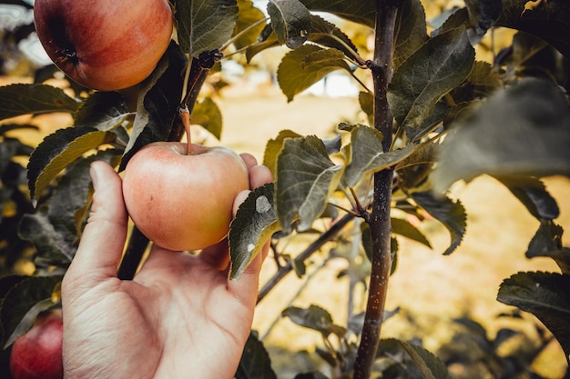 Une main tient une pomme mûre sur un arbre
