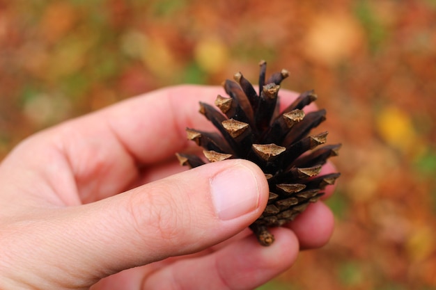 La main tient une pomme de pin