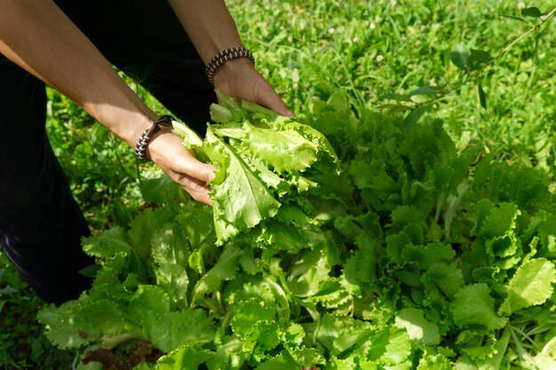 Main tient la récolte de laitue vert clair frais Concept de production agricole bioNon chimiques