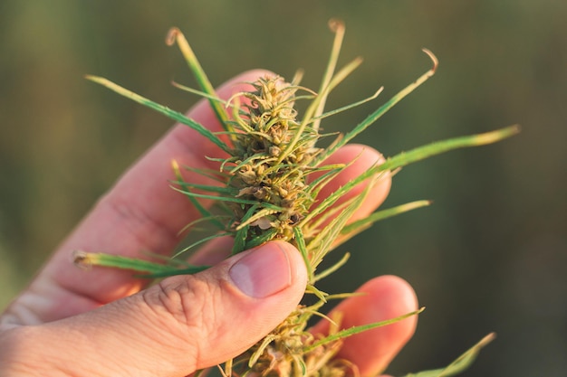 Une main tient la tête d'une plante de cannabis sauvage avec des graines