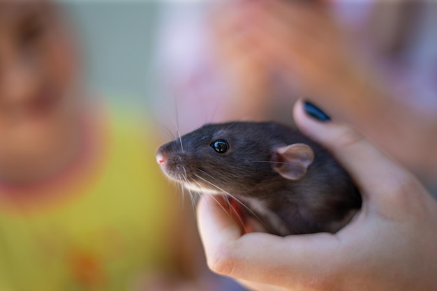 La main tient la vue des rats avec gros plan