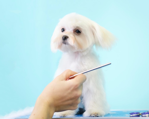 La main d'un toiletteur peigne un chiot maltais lapdog sur fond bleu.