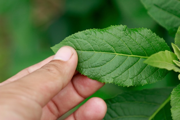 Main touchant les feuilles de plantes dans le jardin pour manger sainement