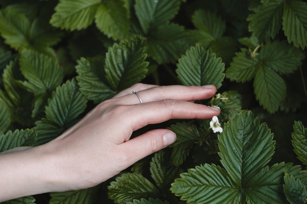 Main touchant la petite fleur de fraise sauvage dans la forêt