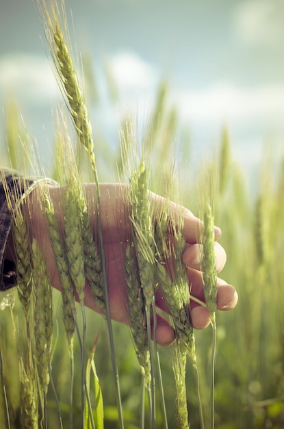 La main touche les épis de blé dans le champ