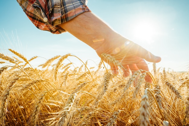 La main touche les oreilles du fermier d'orge dans un concept de récolte riche de champ de blé