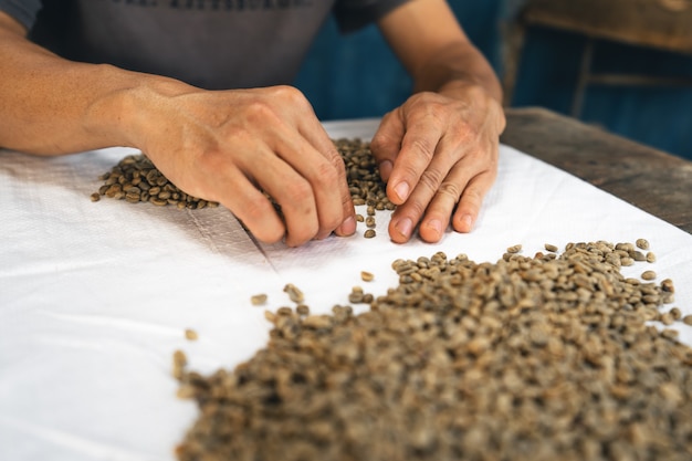 La main trie les grains de café avant de les torréfier.