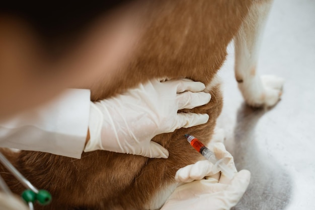 Photo la main d'une vétérinaire a mis le chien sibérien brun sur une table en métal et lui a fait une injection.