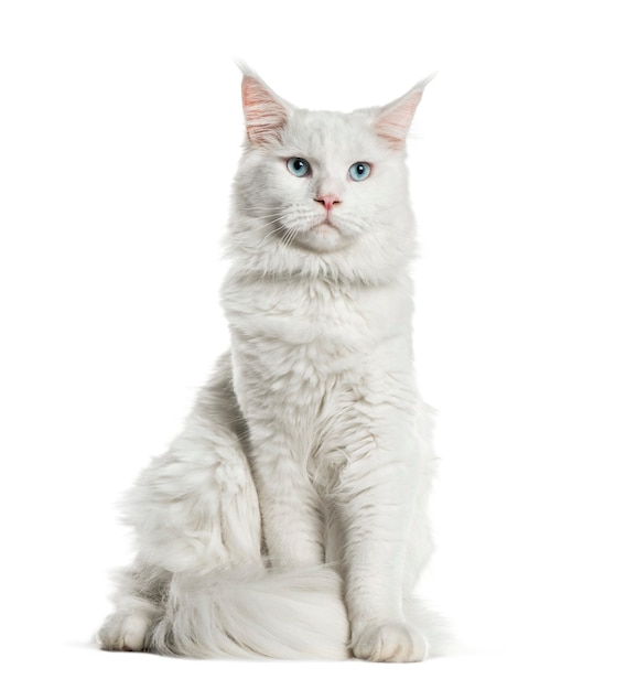 Maine Coon, 8 mois, in front of white background