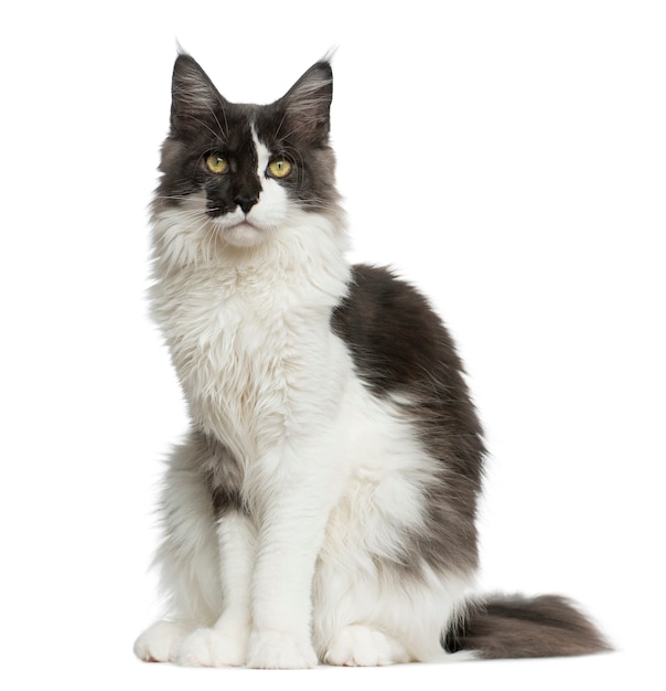 Maine Coon assis devant un mur blanc