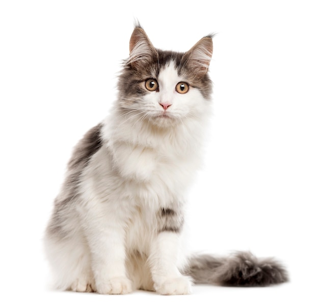 Maine Coon assis et regardant la caméra isolée sur blanc