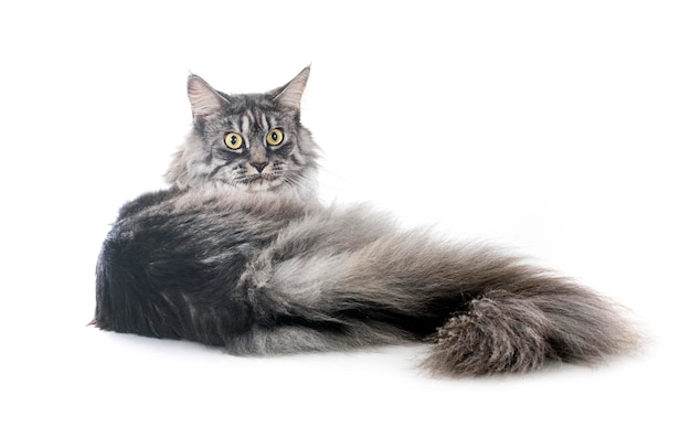 Maine Coon Cat