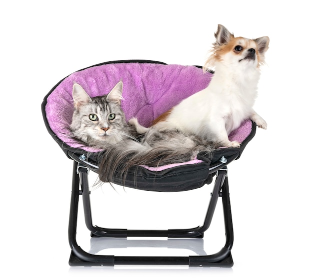 Maine Coon Chat Et Chihuahua