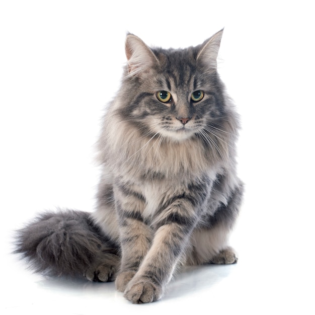 maine coon chat