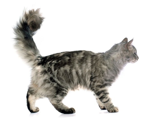 maine coon chat