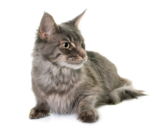 maine coon chat