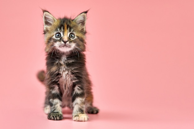 Maine coon chaton écaille