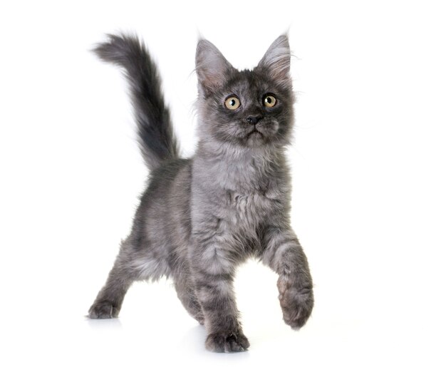 maine coon chaton