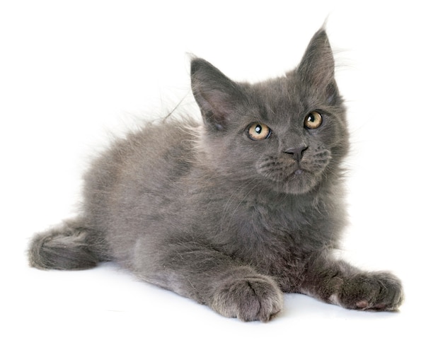 maine coon chaton