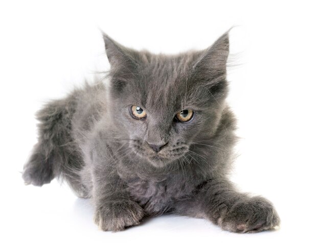 maine coon chaton