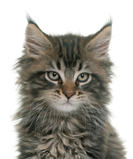 maine coon chaton