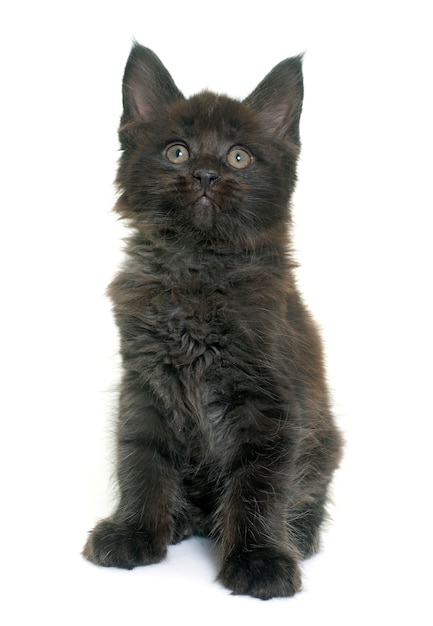 maine coon chaton