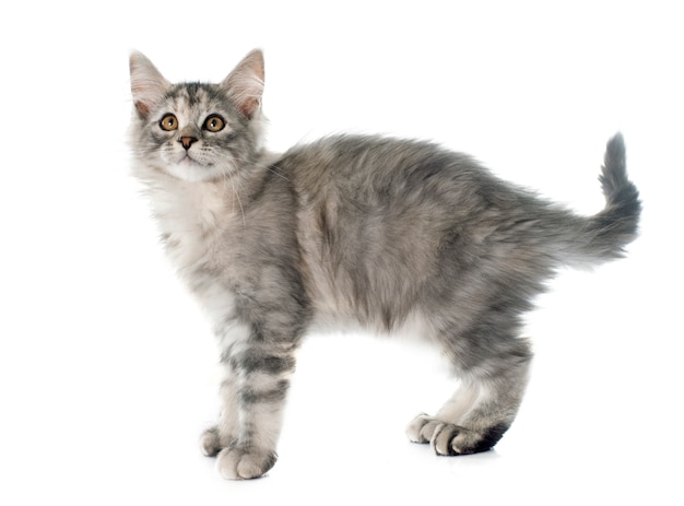 maine coon chaton