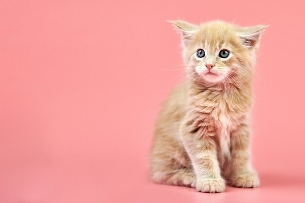 Maine coon crème chaton