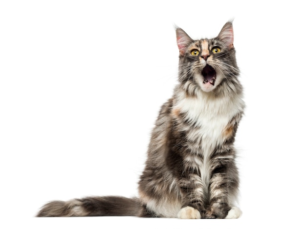 Maine coon devant un mur blanc