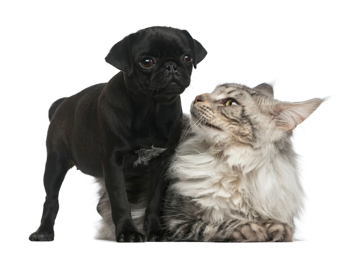 Photo maine coon et pug puppy devant un mur blanc