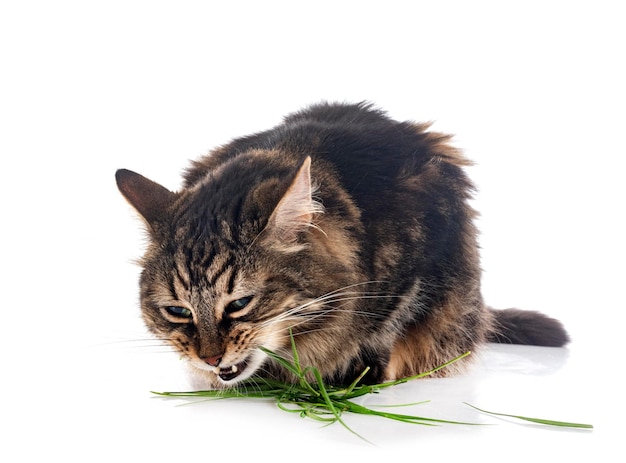 Maine coon en studio