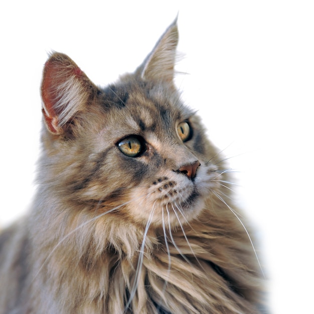 Photo maine coon