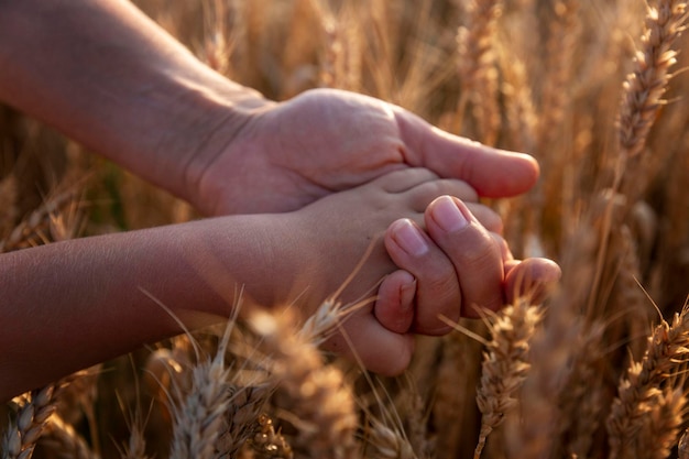 Les mains d'un adulte et d'un enfant dans un champ de blé Transfert d'expérience dans la culture des céréales et la production de pain Closeup