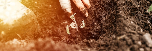 Mains âgées féminines d'une femme âgée plantant des semis de germes de tomates végétales dans le sol de la terre dans un lit de jardin de ferme de village. agriculture de subsistance. bannière. éclater