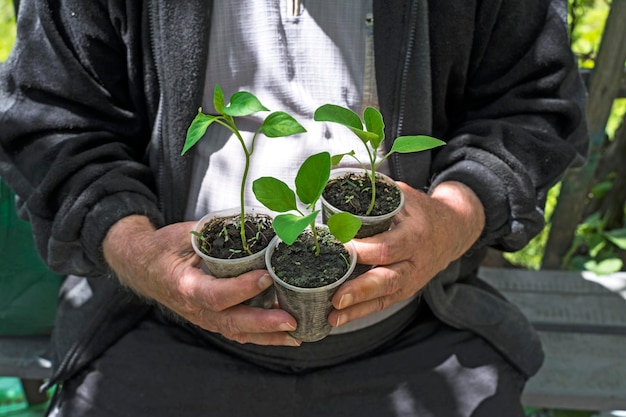 Mains d'un agriculteur âgé tenant des tasses avec des plants d'aubergines