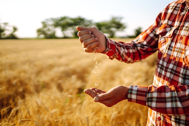 Les mains de l'agriculteur Gros plan verse une poignée de grains de blé sur un champ de blé Concept agricole