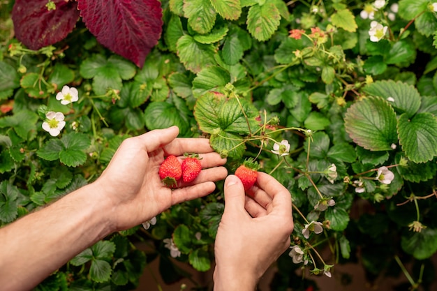 Mains d'agriculteur masculin contemporain cueillette des fraises mûres rouges de plus en plus et en fleurs sur des buissons verts