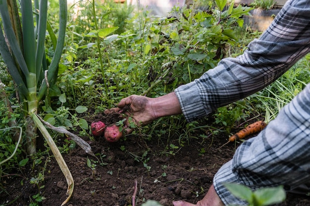 Mains d'un agriculteur méconnaissable récoltant des légumes, des pommes de terre et des carottes dans un jardin urbain.