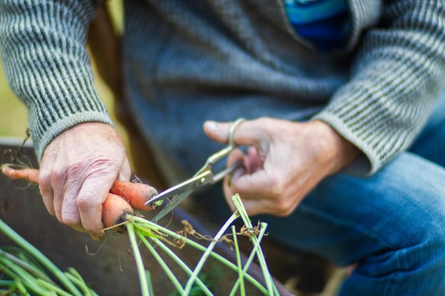 Les mains de l'agriculteur récoltent la récolte de carottes dans le jardin Travail de plantation Récolte d'automne et concept d'aliments biologiques sains en gros plan avec mise au point sélective